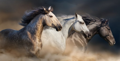 Fototapeta Konie z długim grzywą portret uruchomić galop w pył pustyni