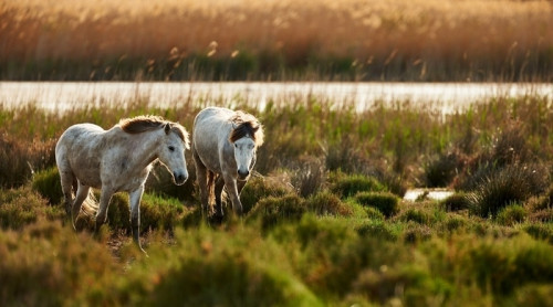 Fototapeta Dwa młode białe konie z Camargue