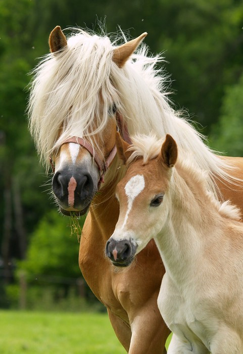 Fototapeta Haflinger Stute und Portret Fohlen