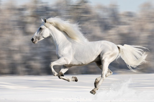 Fototapeta Biały koń biegnie galopem w zimie, motion blur