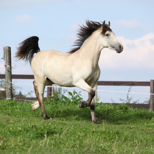 Fototapeta Piękny koń palomino działa