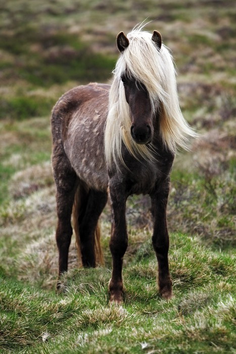 Fototapeta Islandia koń