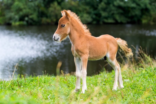 Fototapeta Koń źrebak mini Falabella