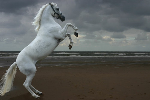 Fototapeta Szary chów na plaży