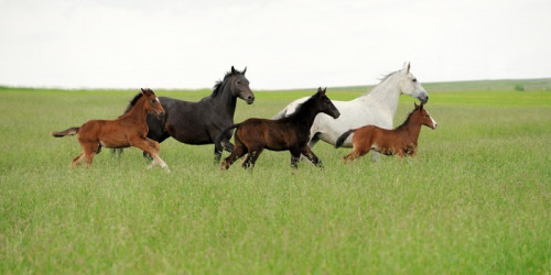 Fototapeta Koń biegnie galop na polu