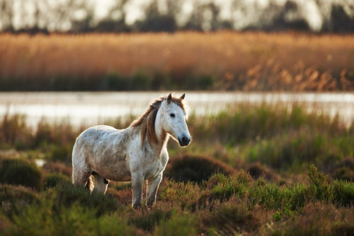 Fototapeta Biały koń z Camargue poziomo na wsi