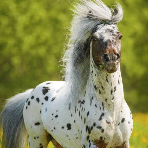 Fototapeta Appaloosa ogier gra na łące