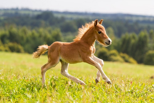 Fototapeta Koń źrebak mini Falabella