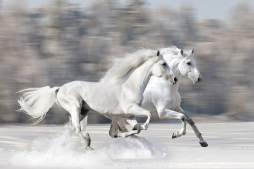 Fototapeta Dwa białe konie w zimie uruchomić galop