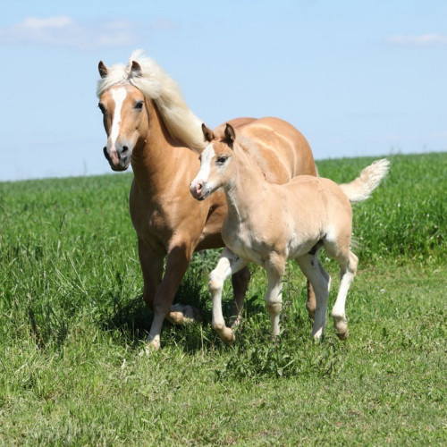 Fototapeta Piękna klacz haflinger ze źrebakiem