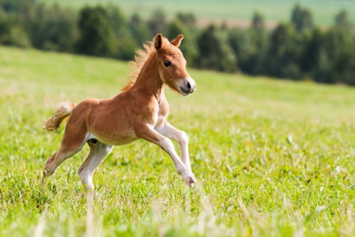 Fototapeta Falabella mini koń