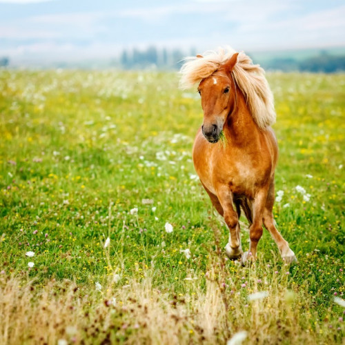 Fototapeta Mały kucyk koń (Equus caballus ferus)