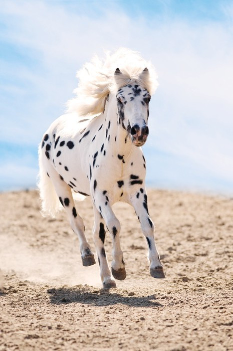 Fototapeta Appaloosa kucyk biegnie galopem w pył