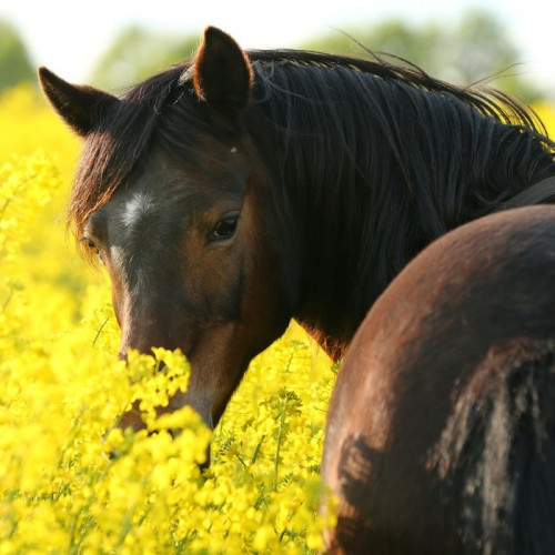 Fototapeta Ponyblick im Raps