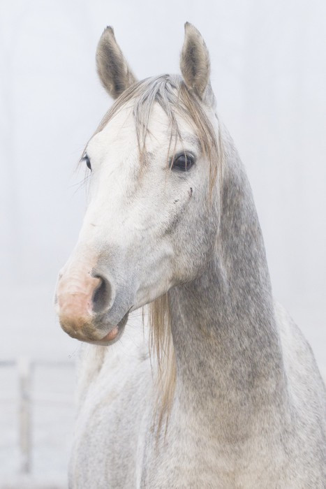 Fototapeta Młody Stallion