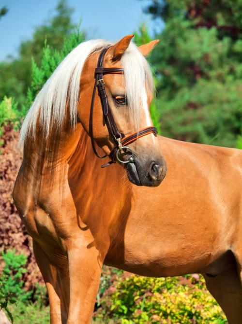 Fototapeta Portret wspaniały kucyk walijski palomino