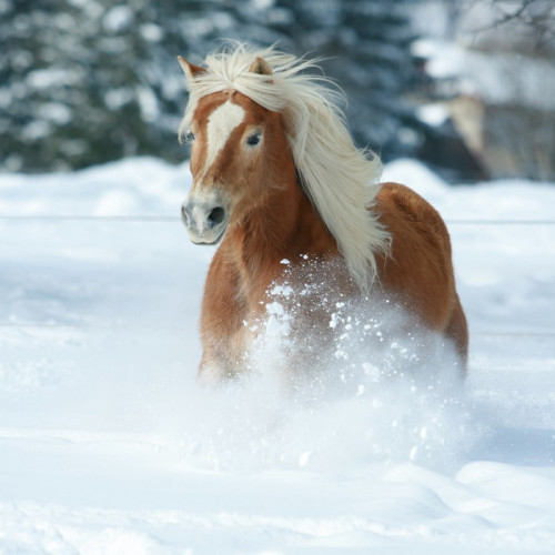 Fototapeta Ładny haflinger z długim prowadzeniem Grzywa w śniegu