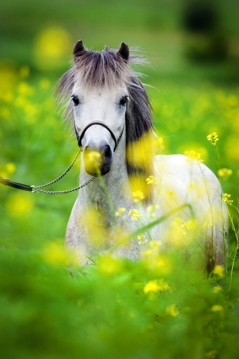 Fototapeta Portret Shetland pony na zielonym tle.