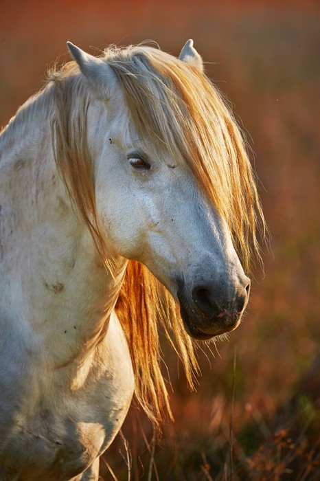 Fototapeta Portret białym koniu z Camargue w podświetlenie na zachodzie słońca