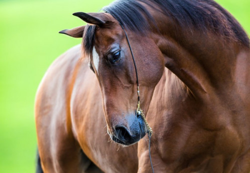 Fototapeta Portret konia Trakehner