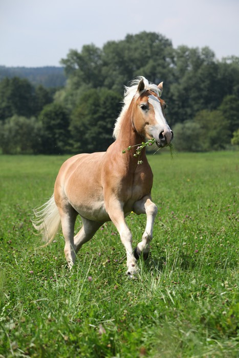 Fototapeta Piękne haflinger działa w wolności jedząc trawę