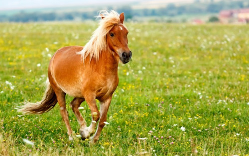 Fototapeta Mały kucyk koń (Equus caballus ferus)