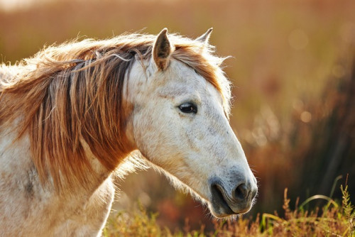 Fototapeta Portret białym koniu z Camargue w podświetlenie