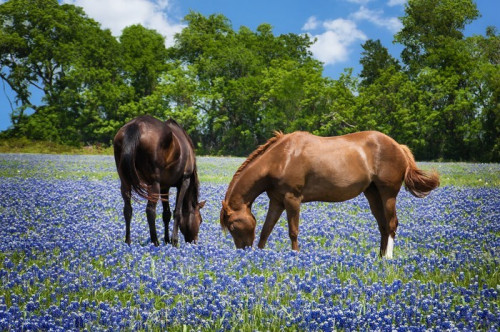 Fototapeta Dwa konie wypasane pastwiska w bluebonnet Texas wiosnę