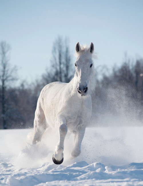 Fototapeta Winter horse