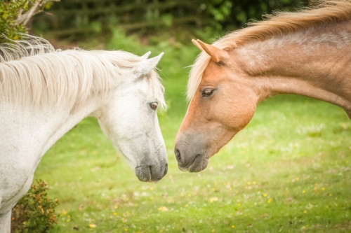 Fototapeta Intymna chwila między kucykach w New Forest w Wielkiej Brytanii