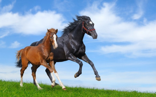 Fototapeta Czarna klacz i źrebię szczaw galop