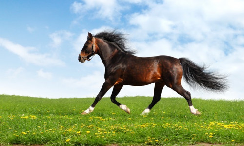 Fototapeta Drepcze Arabian Horse - realistyczny fotomontaż