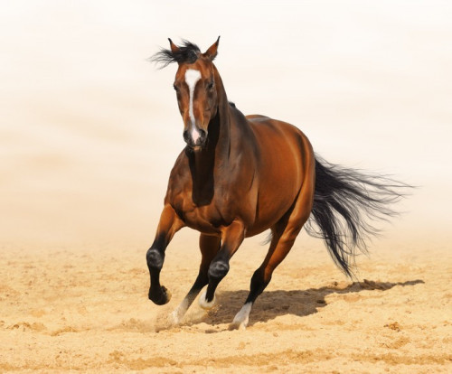 Fototapeta Trakehner red-bay ogier kolor w ruchu