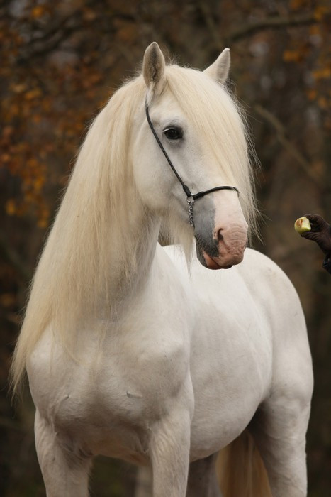 Fototapeta Biały koń Percheron