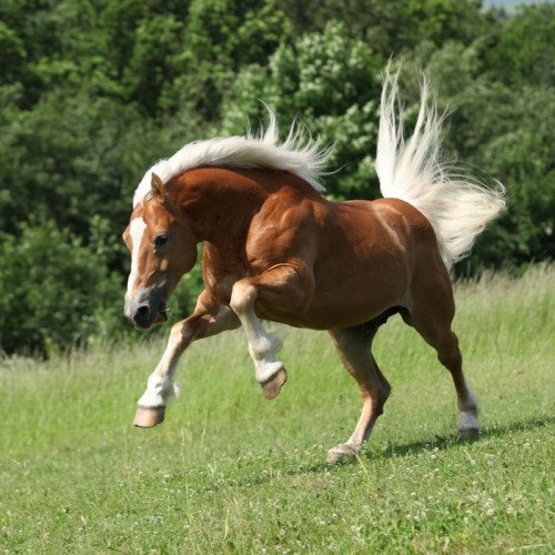 Fototapeta Ogier haflinger zły charakter skoków