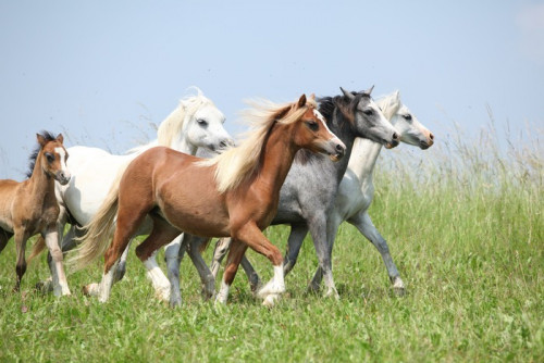 Fototapeta Batch of Welsh ponnies działających razem na pastwiska