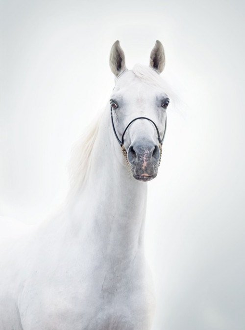 Fototapeta Portret białego ogiera arabskiego piękne