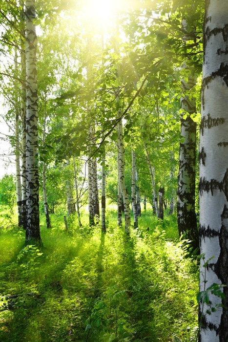 Fototapeta Brzozowe lasy z letniego słońca