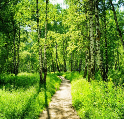 Fototapeta Brzozowy las w słoneczny dzień. Zielony las w lecie