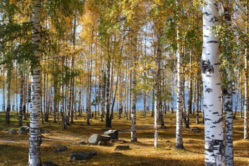 Fototapeta Brzozowy las jesienią