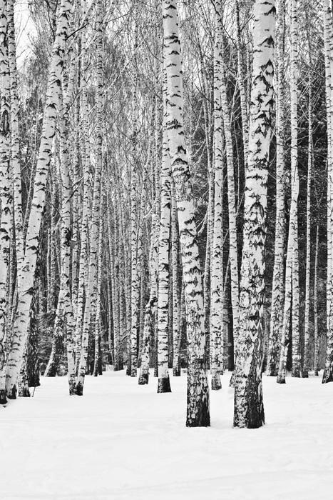Fototapeta Brzozowy las zimą w czerni i bieli