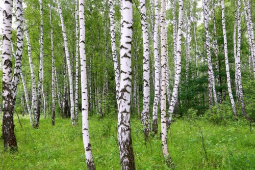 Fototapeta Piękne Brzoza lasu latem