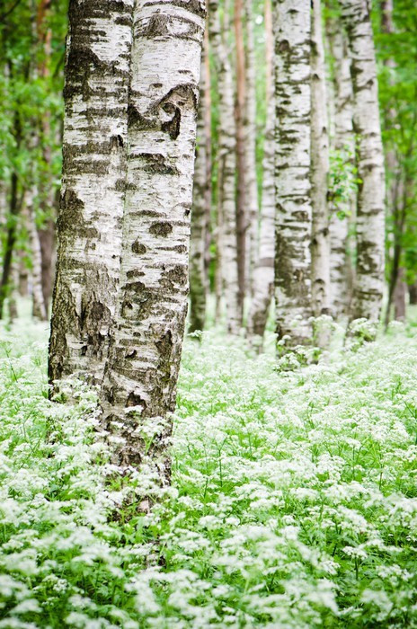 Fototapeta Pni drzewa w lesie brzozy i dzikie kwiaty zbliżenie