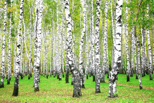 Fototapeta Wrzesień brzoza Gaj