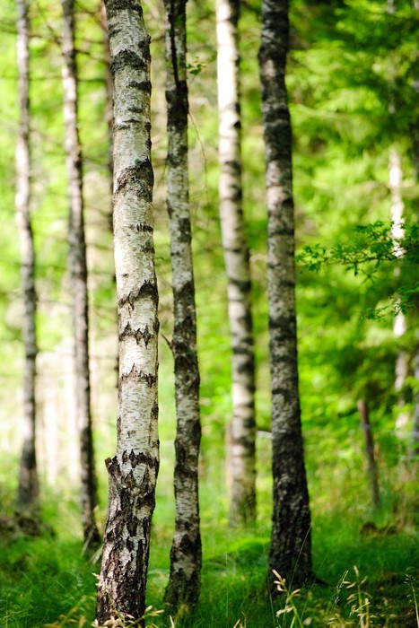 Fototapeta Brzozowy las w słońcu