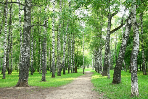 Fototapeta Wieczór brzoza parku