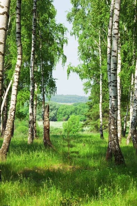 Fototapeta Las brzozowy