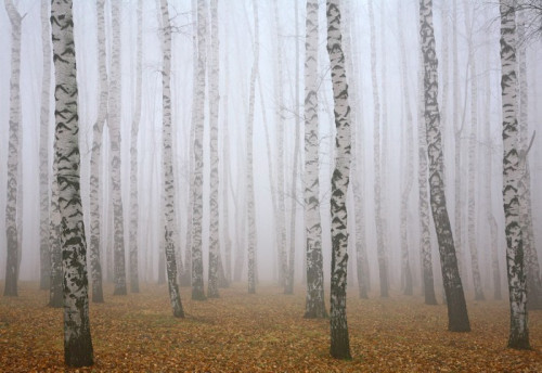 Fototapeta Głęboko mgła jesienią brzozowy las