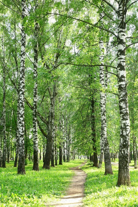 Fototapeta Ścieżka w parku wieczorem brzozy