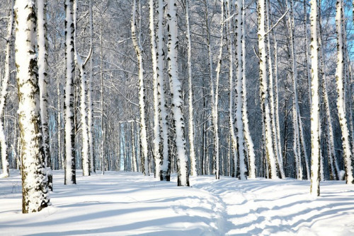 Fototapeta Piękny zimowy las